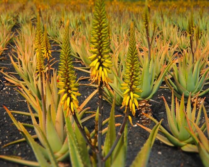 Fuerteventura Excursión en Minibús Los Aromas