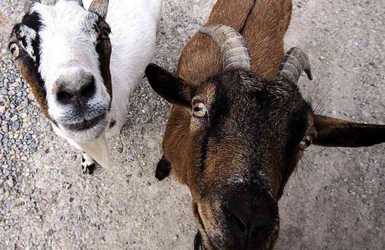 Senderismo con Cabras en Fuerteventura