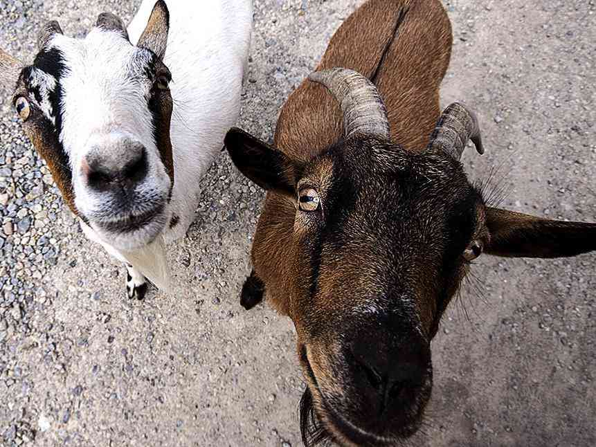 Senderismo con Cabras en Fuerteventura