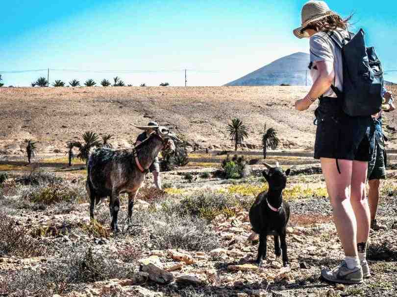 Senderismo con Cabras en Fuerteventura