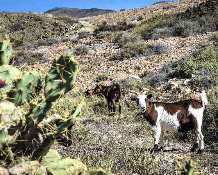 Senderismo con Cabras en Fuerteventura