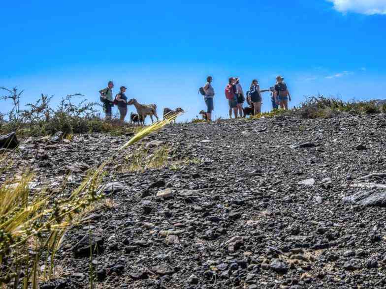 Senderismo con Cabras en Fuerteventura