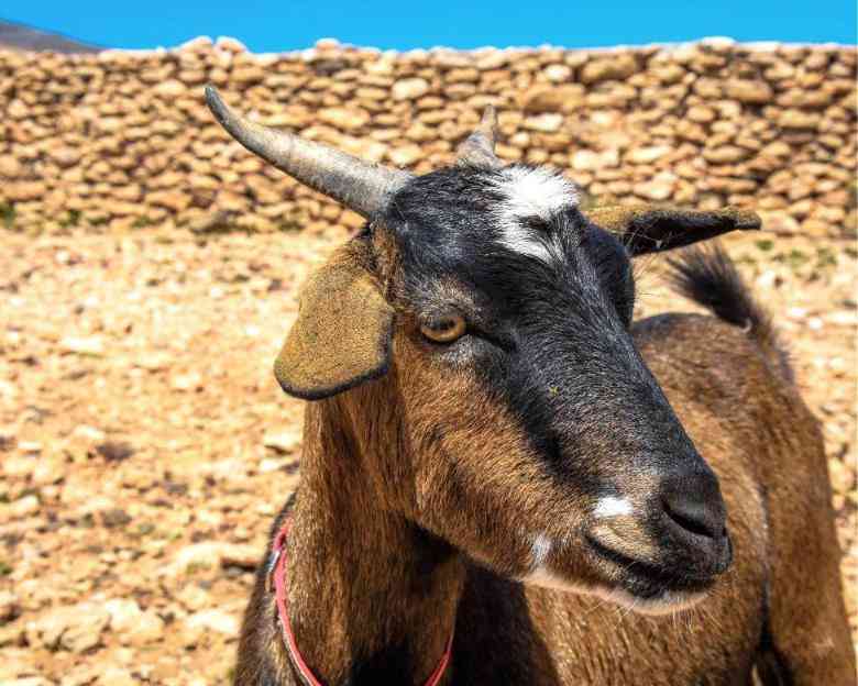 Senderismo con Cabras en Fuerteventura