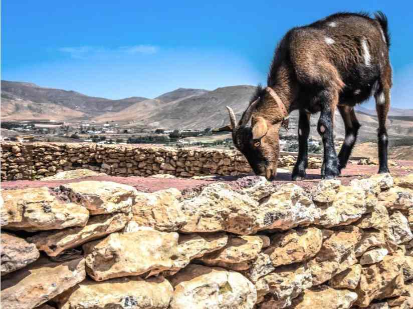Senderismo con Cabras en Fuerteventura