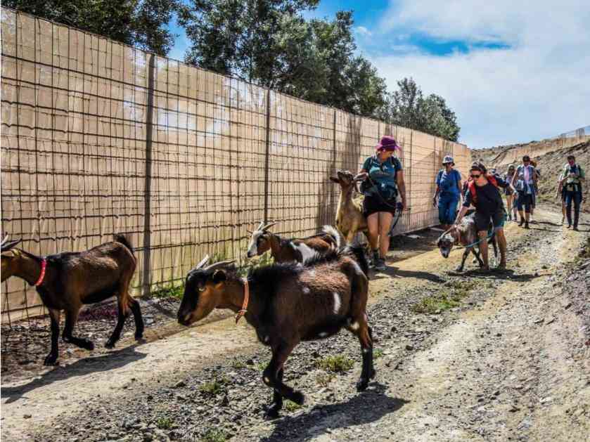 Senderismo con Cabras en Fuerteventura