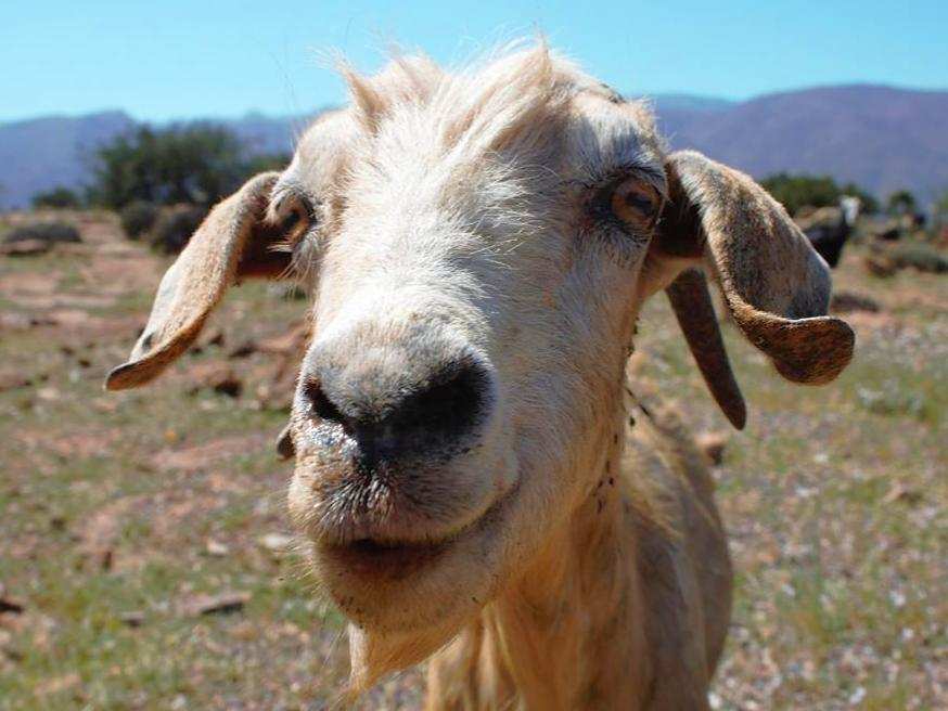 Senderismo con Cabras en Fuerteventura