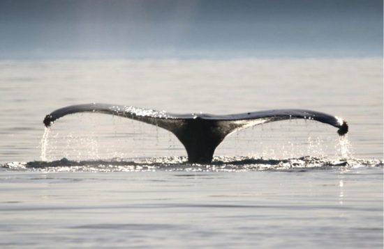 Diversón & Delfines en Fuerteventura