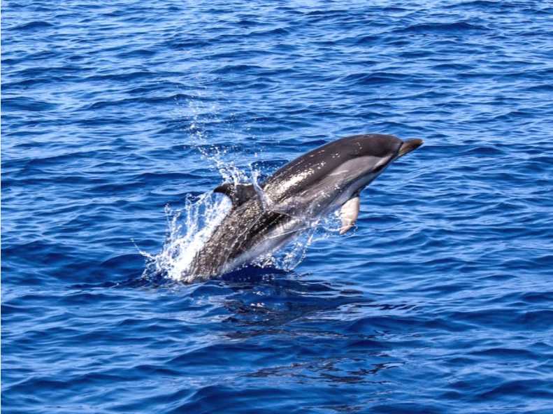 Diversón & Delfines en Fuerteventura