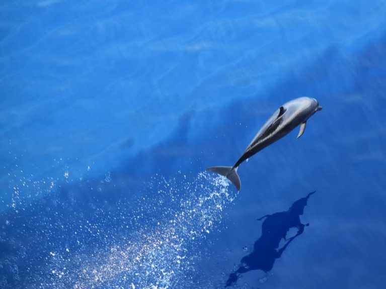Diversón & Delfines en Fuerteventura