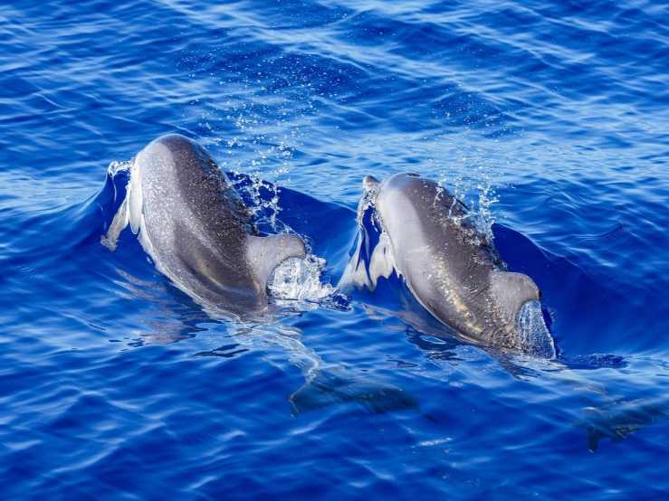 Diversón & Delfines en Fuerteventura
