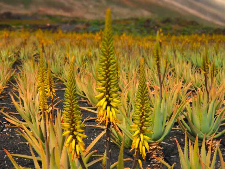 Excursión de un día Fuerteventura a Lanzarote