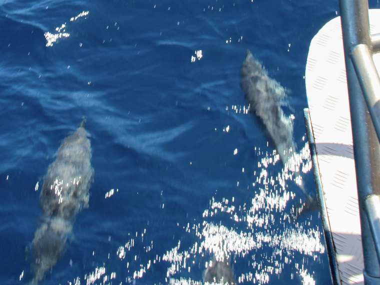 Avistamiento de Ballenas y Delfines Caleta de Fuste