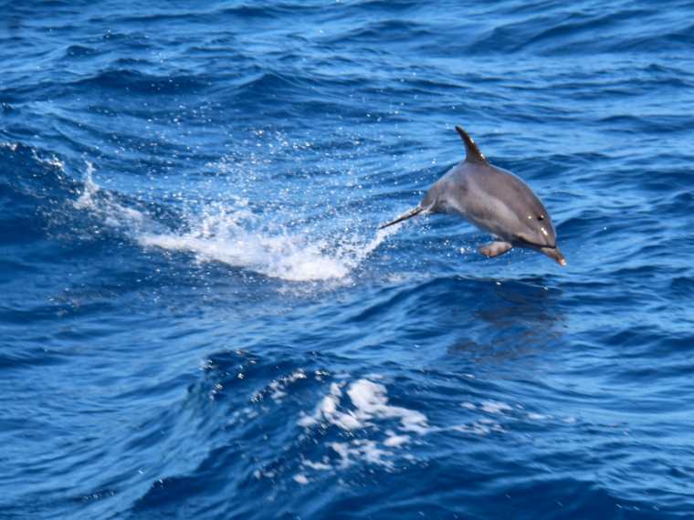 Avistamiento de Ballenas y Delfines Caleta de Fuste