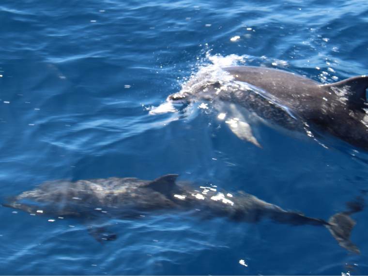 Avistamiento de Ballenas y Delfines Caleta de Fuste