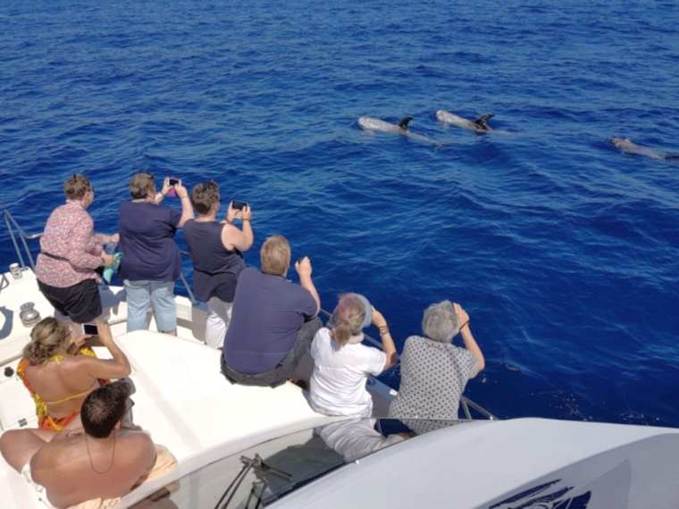 Avistamiento de Ballenas y Delfines Caleta de Fuste