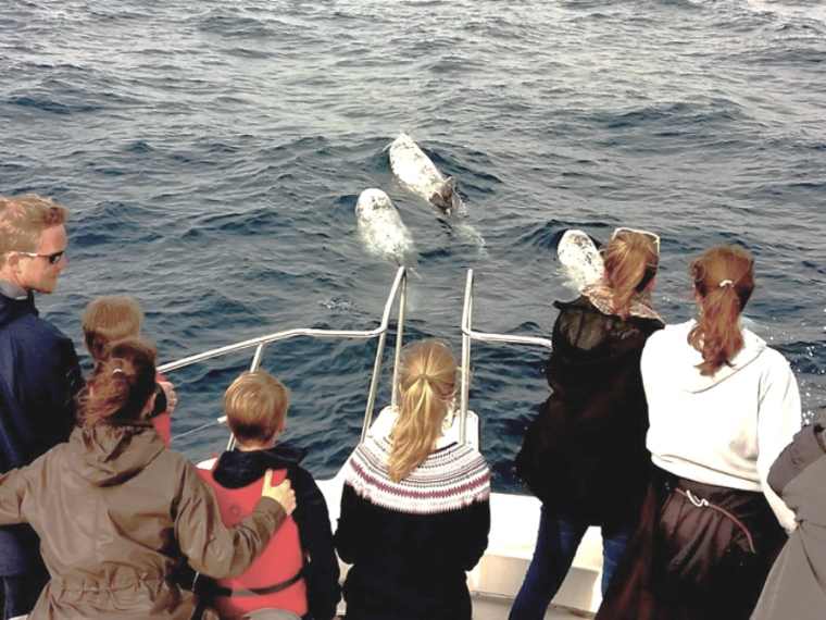 Avistamiento de Ballenas y Delfines Caleta de Fuste