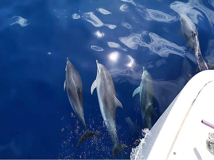 Avistaje de Delfines y Ballenas Corralejo