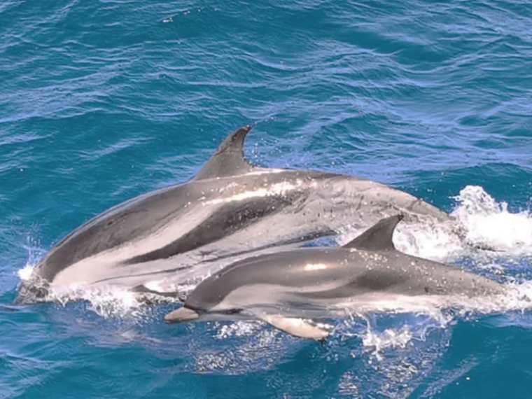 Avistamiento de Delfines y Ballenas en Morro Jable Fuerteventura
