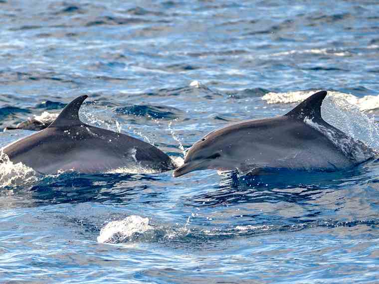 Avistamiento de Delfines y Ballenas en Morro Jable Fuerteventura